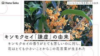 キンモクセイ 金木犀 の花言葉 花言葉は怖い 由来や開花時期は Hanasaku