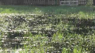 After Rain Sunshine at last - thriving insect life - Joy to behold especially dragonflies