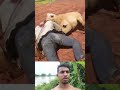 😱 RDR2 সিংহ হঠাৎ ঝাঁপিয়ে পড়ল একজন লোকের উপর 🦁 শেষটা চমকে দেবে!#shorts #gaming #viral