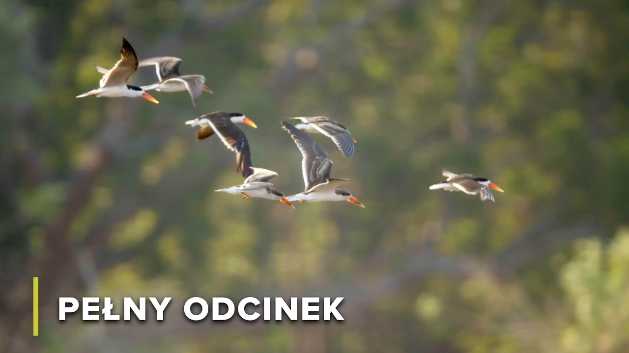 W królestwie hipopotamów: dzień nad rzeką Luangwa | Opowieści Z Zambii 104