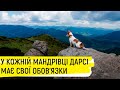 У мандрівку з улюбленцем