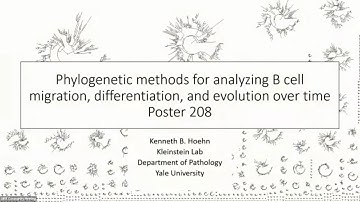 AIRRC6 - Phylogenetics for B cell migration, differentiation, and evolution over time (K. Hoehn)
