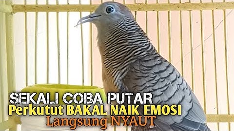 Perkutut Lokal GACOR suara Besar Ampuh memanggil Lawan EMOSI MANGGUNG PANCINGAN PERKUTUT LOKAL