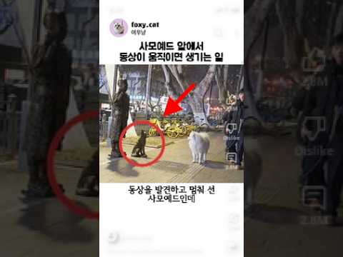 사모예드 앞에서 동상이 움직이면 생기는 일
