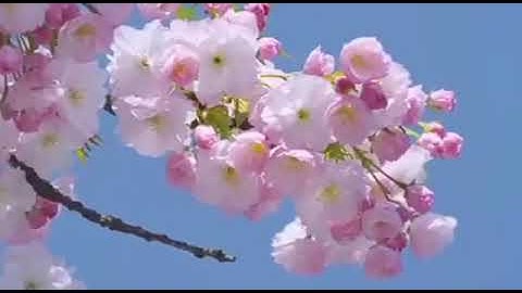 Bắc Giang một Khúc Ân Tình Beat chuẩn dễ hát