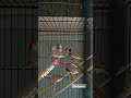 Finches Lover💪💪🔥|💕TAHIRAZAM007|BIRDS LOVER|BIRDS AVAIRY