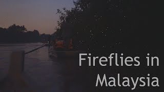 Fireflies, Selangor River