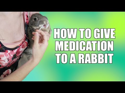 How To Give Medication To A Rabbit