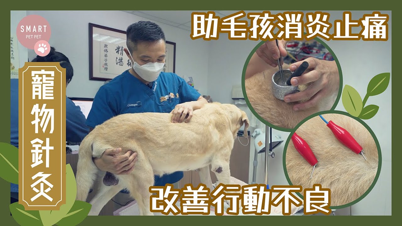 Dr. Sam 講針灸