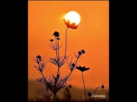 عمر الز ريبي خليني    