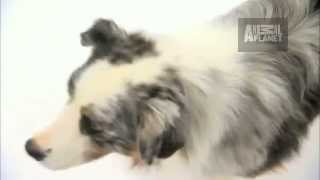 Dogs 101 - Australian Shepherd by DivineDanes 1,473 views 11 years ago 3 minutes, 58 seconds