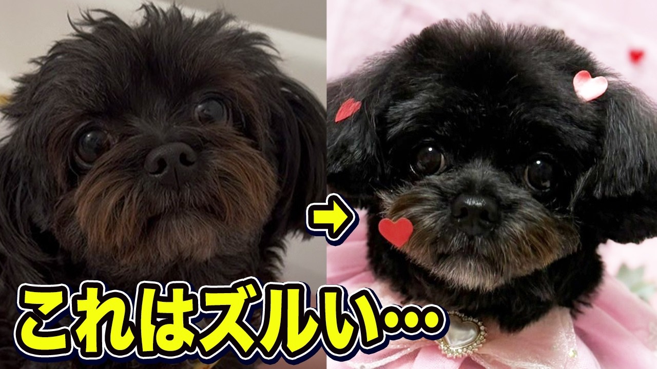 黒チワプーがテディーベアに大変身！ずっと仲良し相棒の反応が…【ミックス犬】