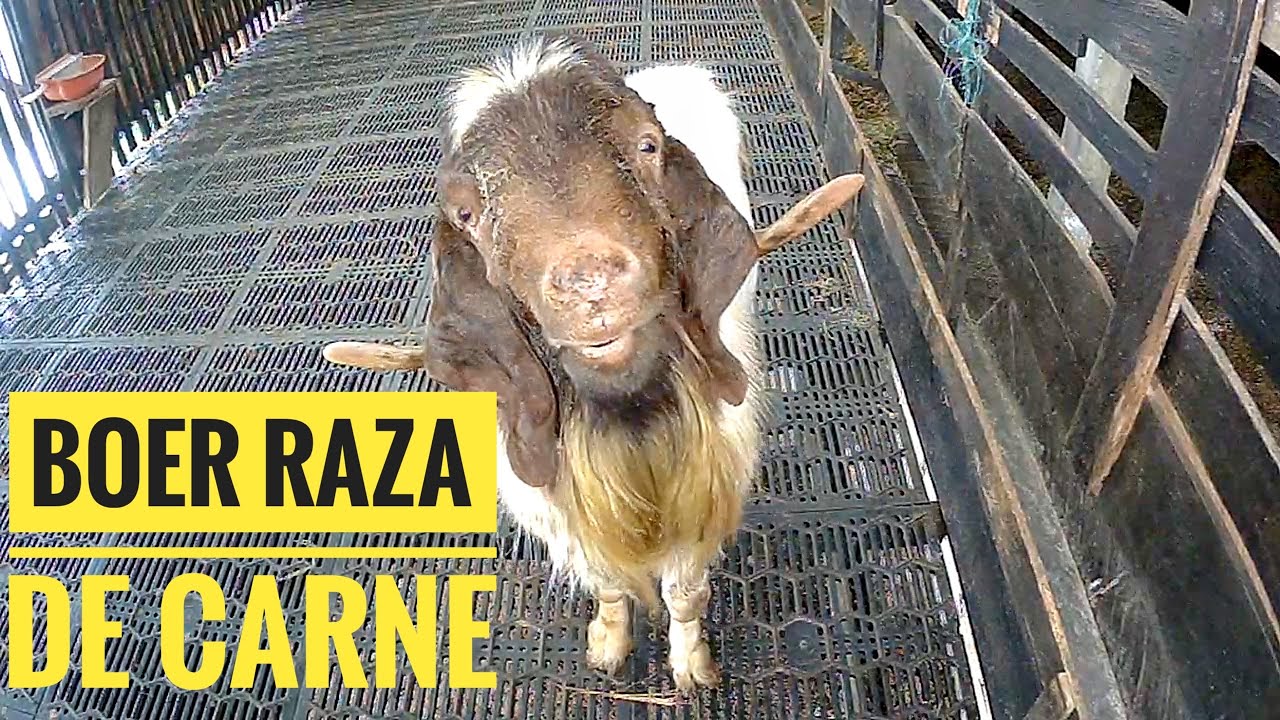 Raza BOER
