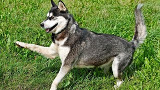 Training Your Alaskan Malamute: Unlocking Their Herding Potential