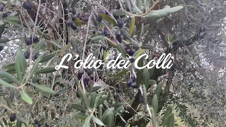 L'olio extravergine delle olive dei colli Euganei: ecco come si lavora nel frantoio