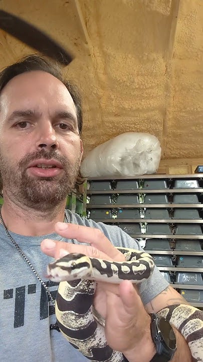 Scaleless Ball Python - YouTube