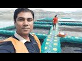 Zabardast Cage Culture Pangasius Common Carp By Datta Bhagade Fish Farming In Dam