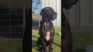 Stunning Dane X Bull Arab Watching Over His Cats
