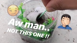 Unboxing “MYSTERY” TARANTULAS for the FIRST (and last.. I hope) TIME !!!