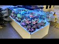 After 1 year  german reef tanks  4000 liter lagoon aquarium