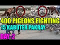 400 pigeons fighting loft koray kabooter larrayya day2 umair vs bilal catching 15 kabootar pakray