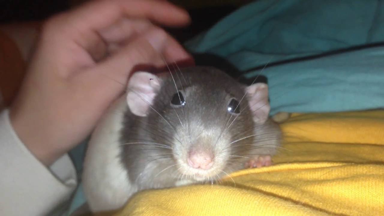 santa clarita diet Rat