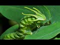 Dragon Headed Caterpillar - Animal of the Week