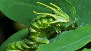 Dragon Headed Caterpillar  Animal of the Week