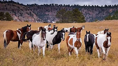 THE BLACK HILLS WILD HORSE SANCTUARY  NATURE ADVEN...