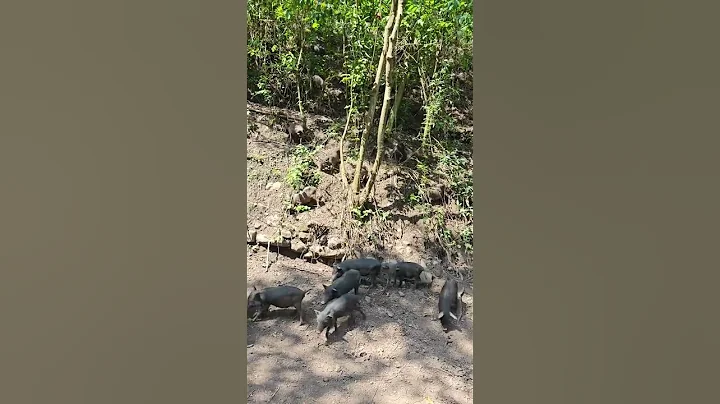 Wild Pig Living in Mountain ⛰️ 🐗 #warthog #pig #boar #hog #viral #animal #wildpig #wildlife