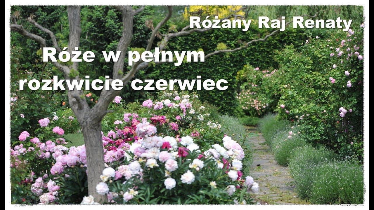 Róże angielskie, historyczne, piżmowe w rozkwicie, róże na przetwory, naparstnice, piwonie. Porady.