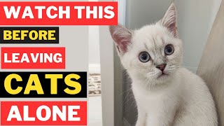 Avoid These Cat Home Alone Mistakes at All Costs
