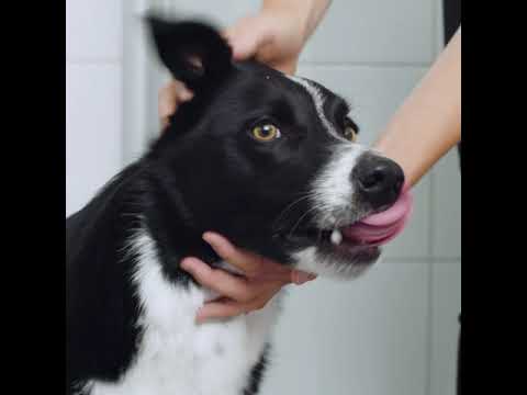 Video: Hvilke sykdommer kan en hund fange fra en katt?