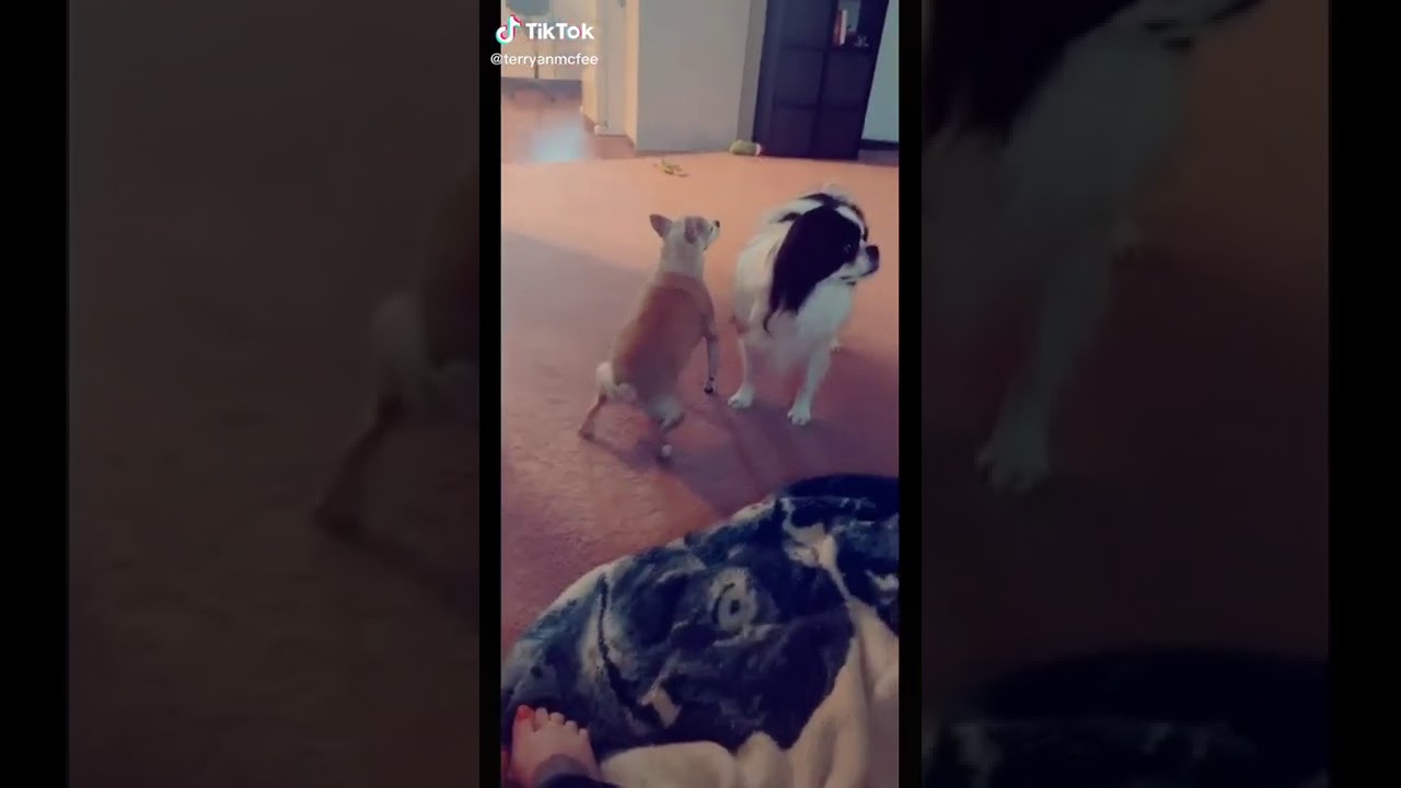 DOG TWERKING YouTube