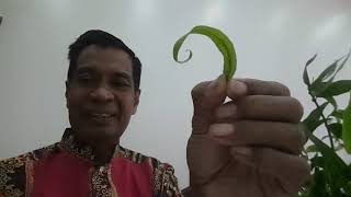 Download Lagu BELALAI GAJAH RAWAT KENCING MANIS DAN KOLESTEROL DGN ANDAK SPA MP3