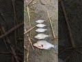 Рибалка на річці Горинь 24.0825 #fishing