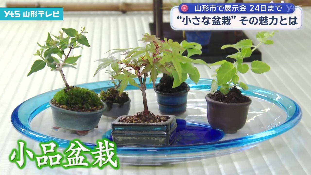 The Charm of Miniature Bonsai: 