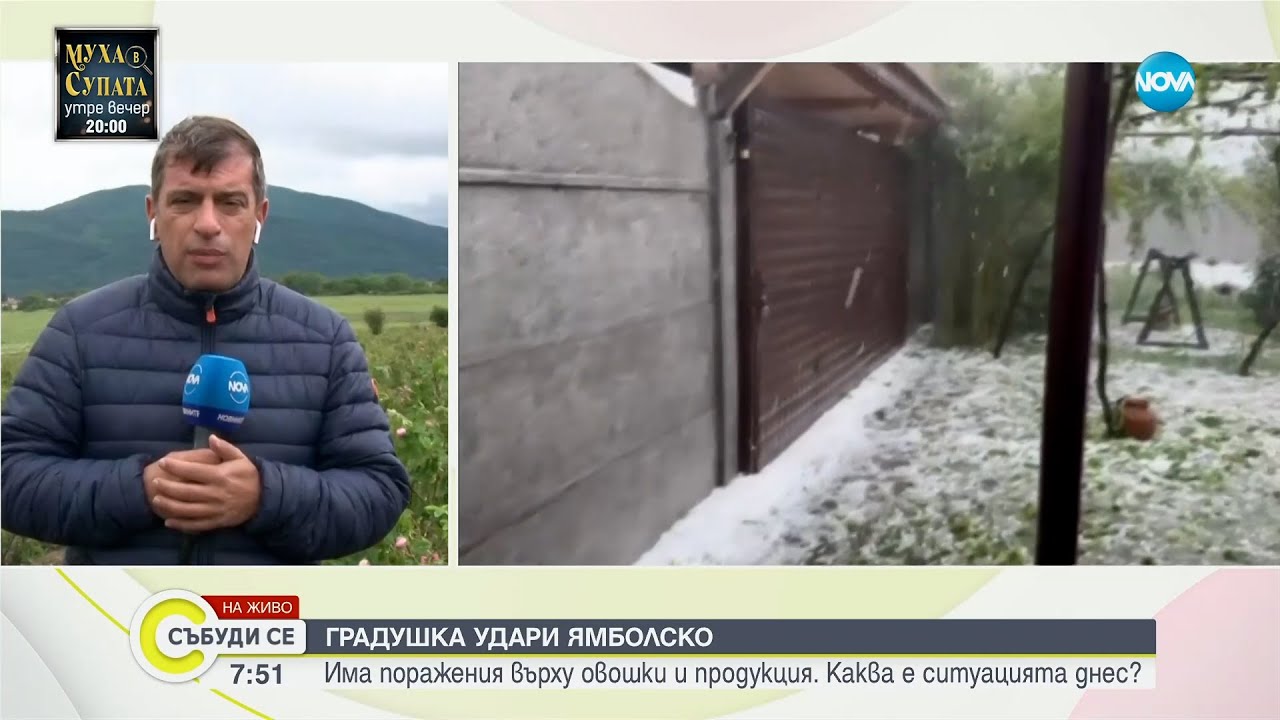 Розата Дамасцена – унищожена заради студеното време - Събуди се...(25.05.2025)