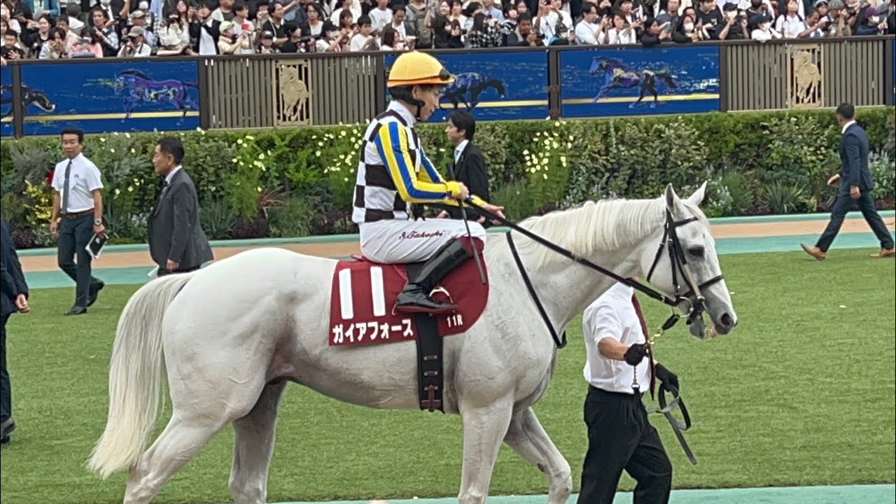 【G2】富士ステークスガイアフォース全頭パドック直線口どり写真2025年10月18日(土曜) 4回東京5日 11R東京競馬場