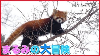 大木に登る！初めての大冒険　レッサーパンダ円実 Red Panda Adventure