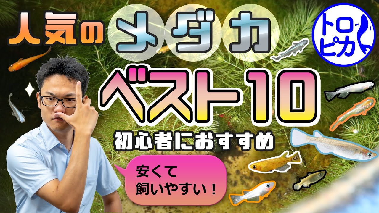 初心者向け メダカの飼育方法とは 水槽 餌 水換えすべて教えます 東京アクアガーデン