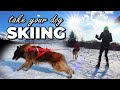 Dog SKIJORING | Dog Skiing Gear | How to Ski with my Dog | Best Winter Dog Sport