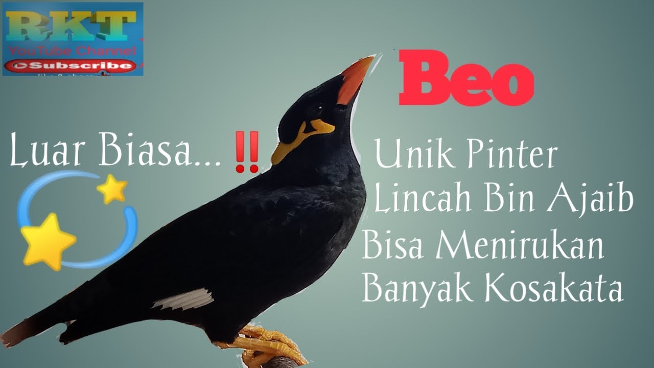 Burung Beo Ajaib 