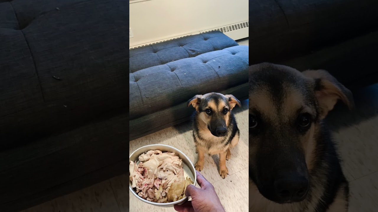 Pet Friends   2022 German shepherd mix border collie