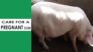 How To Handle Pregnancy In Pigs (Pig Pregnancy Update ) || How to Manage And Care For A Pregnant Pig