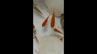 20260919古法生态鱼缸换水Chinese traditional aquarium watering maintenance ASMR!