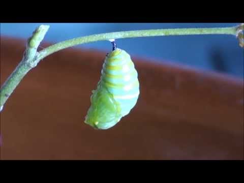 Video: Cómo Hacer Crecer Una Mariposa A Partir De Una Oruga