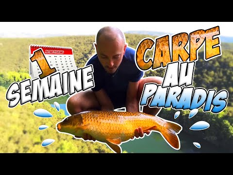 Carp Fishing in Paradise! #2