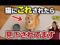 【要注意】実は猫から格下認定される人の共通点6選