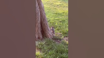 Squirrel running up a tree